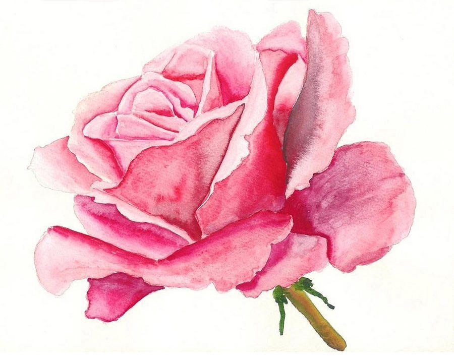 Cách vẽ hoa hồng bằng màu nước siêu đơn giản Watercolor rosebud tutorial  for beginner  YouTube